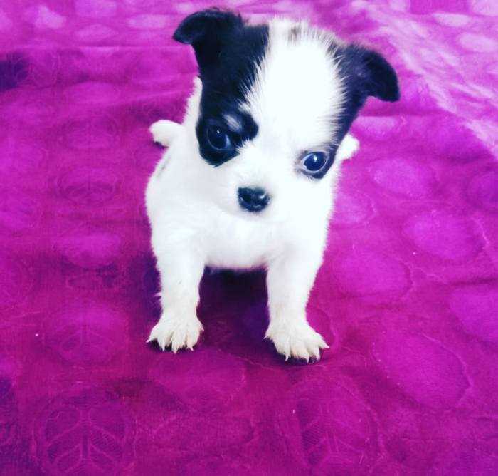 Chihuahua For Sale In Hyderabad