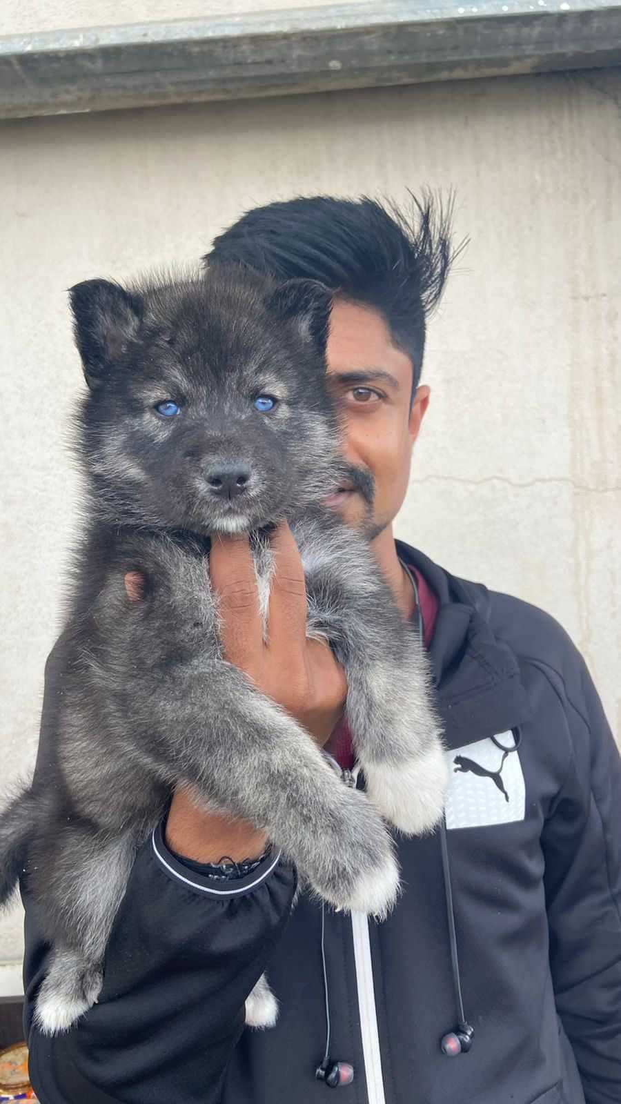 Goberian For Sale In Hyderabad