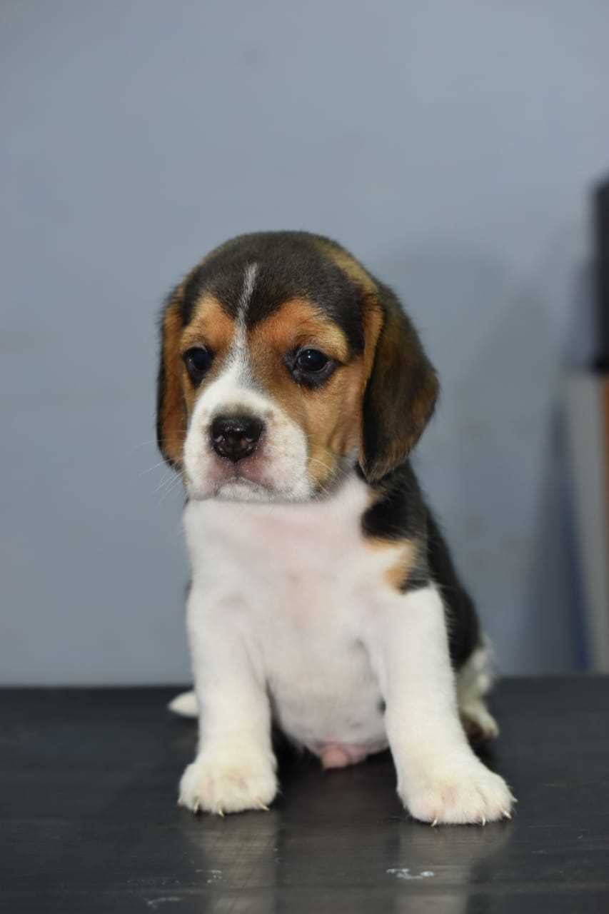 Beagle For Sale In Pune