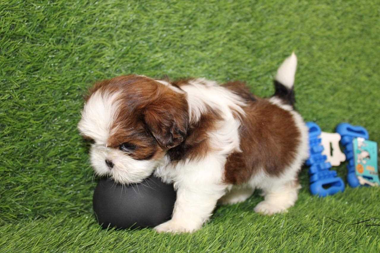 Shih Tzu For Sale In Vizag