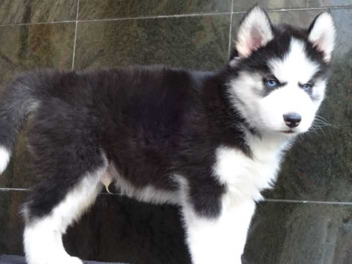 Siberian Husky For Sale In Shillong