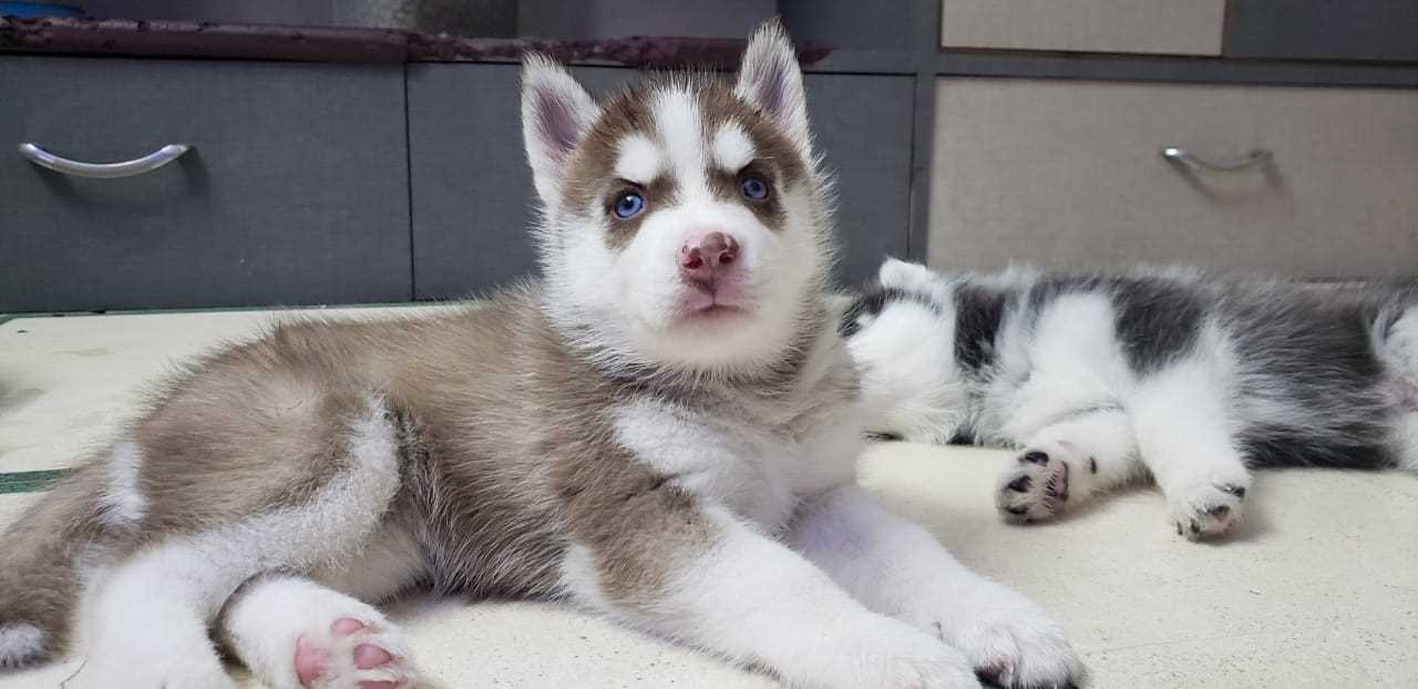Siberian Husky For Sale In Shillong