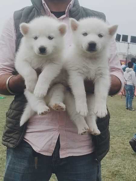Siberian Husky For Sale In Shillong