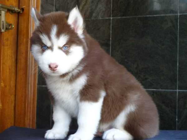Siberian Husky For Sale In Shillong