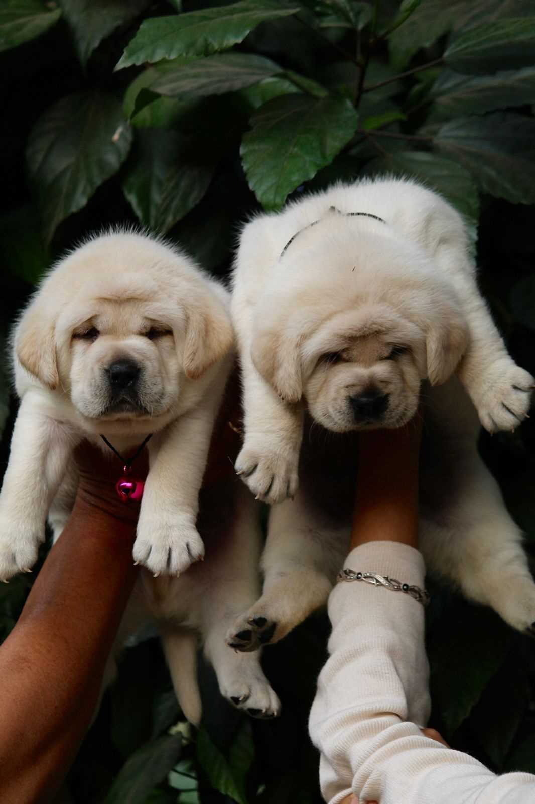 Labrador Retriever For Sale In Namakkal