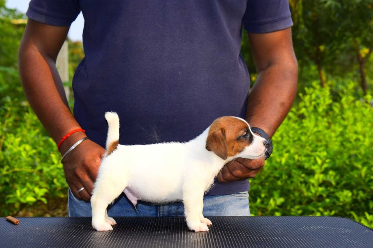Jack Russell Terrier For Sale In Kochi