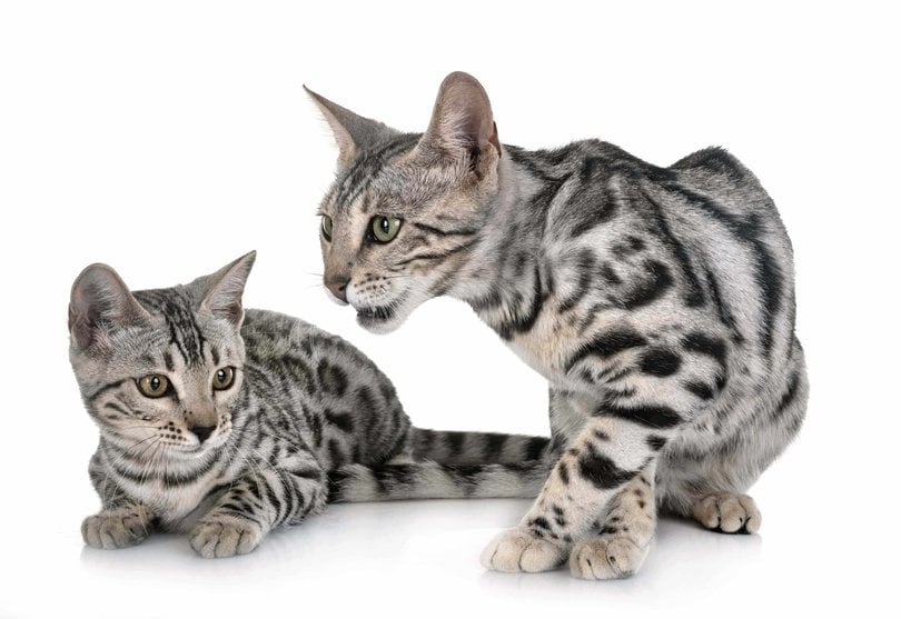 Bengal For Sale In Delhi