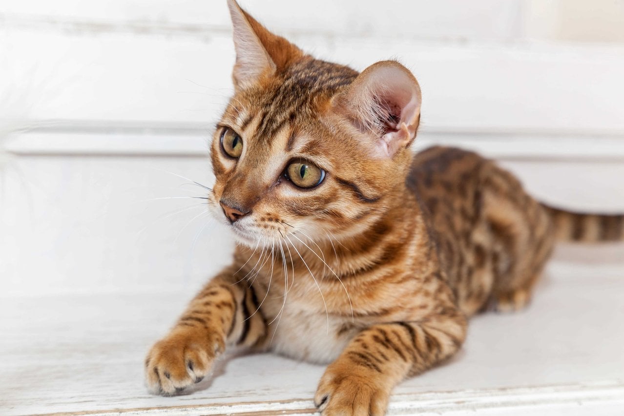 Bengal For Sale In Delhi