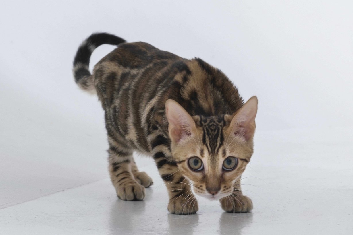 Bengal For Sale In Thrissur