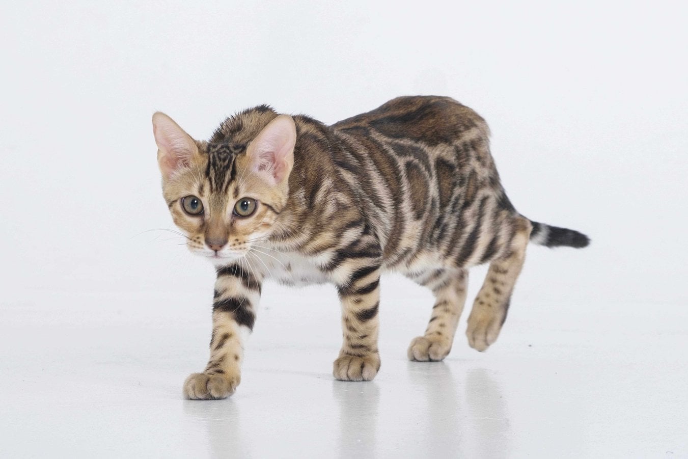 Bengal For Sale In Thrissur