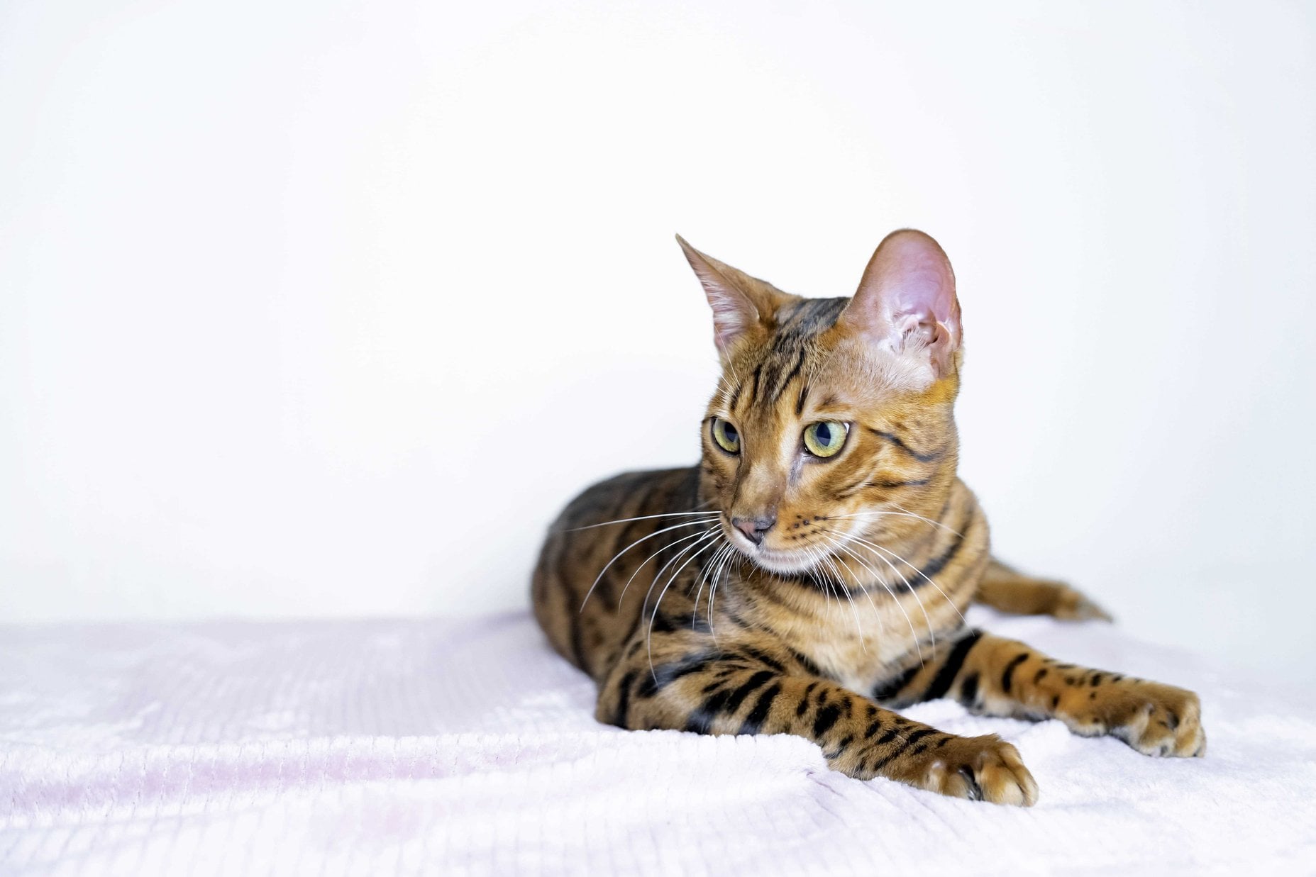 Bengal For Sale In Coimbatore
