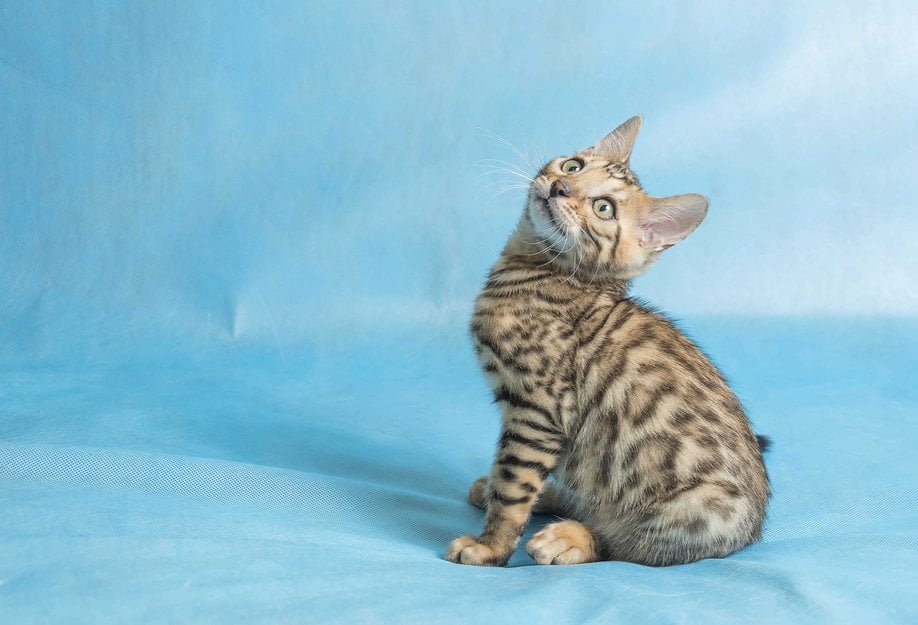 Bengal For Sale In Coimbatore