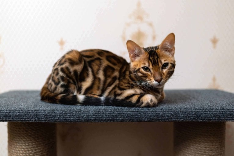 Bengal For Sale In Kolkata