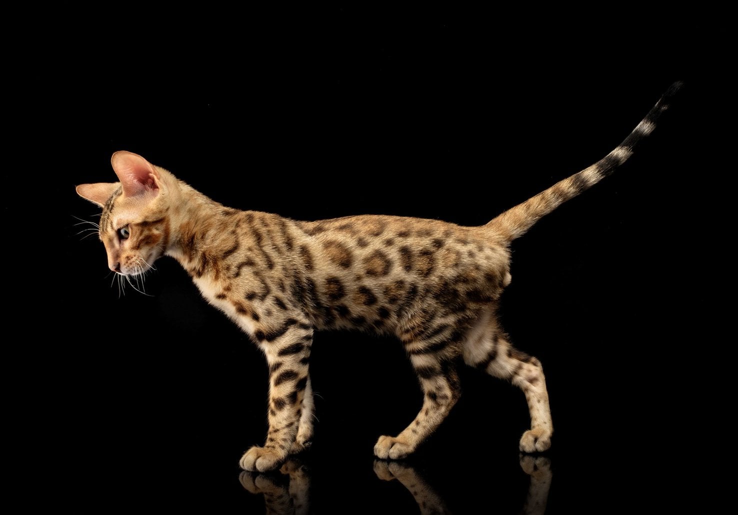 Bengal For Sale In Kolkata