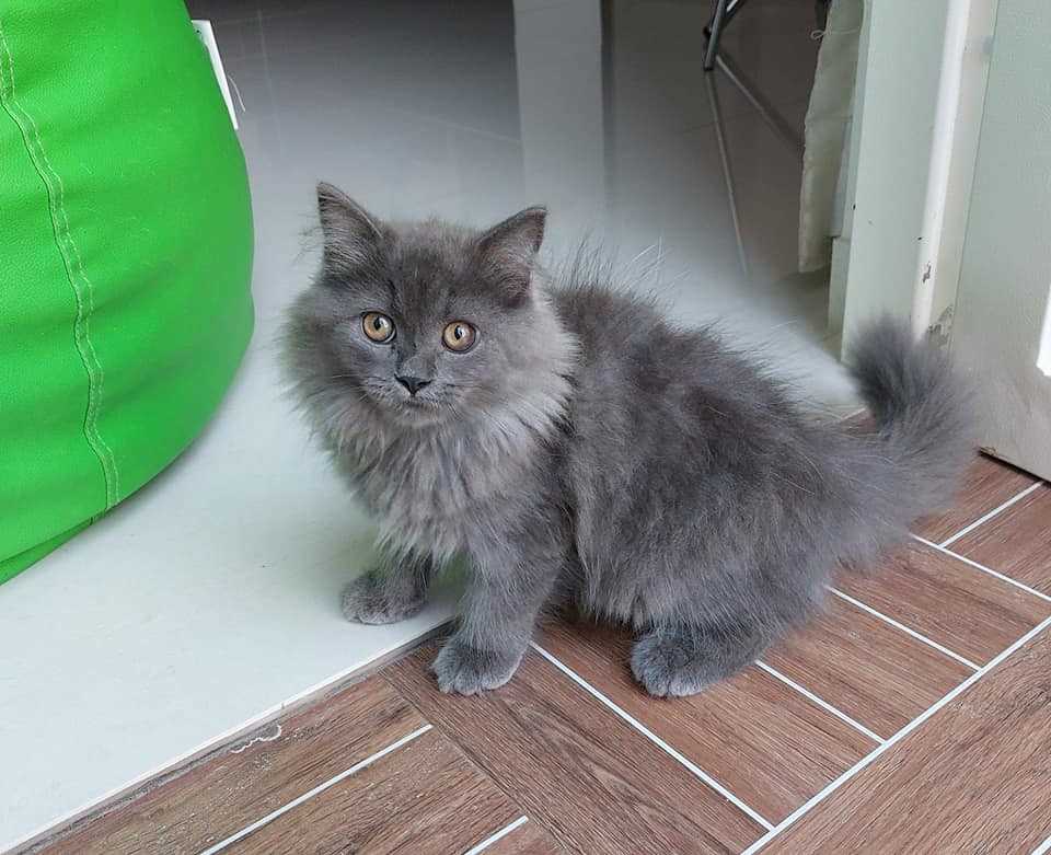 British Longhair For Sale In Mumbai