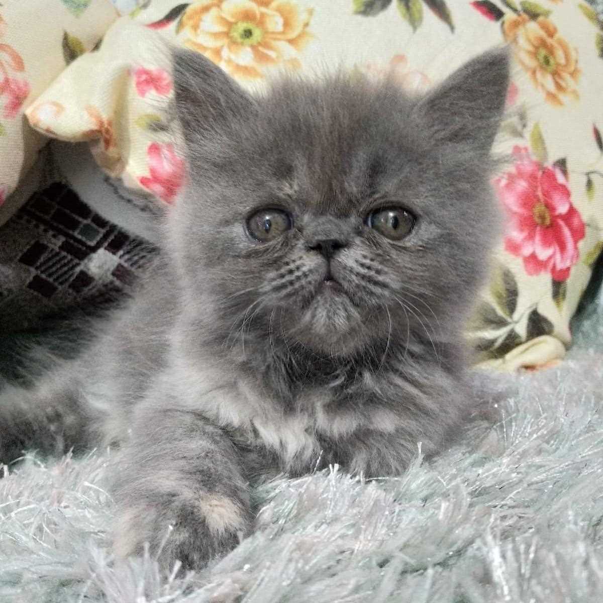 British Longhair For Sale In Mumbai