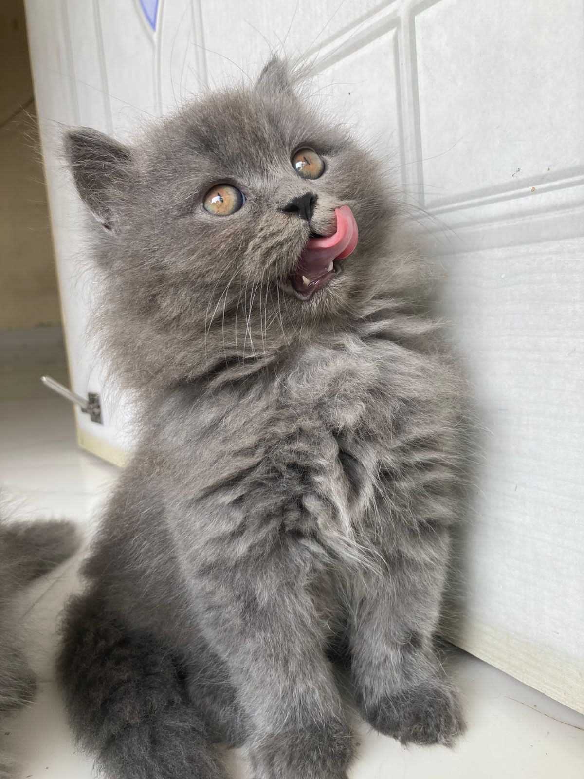 British Longhair For Sale In Bangalore