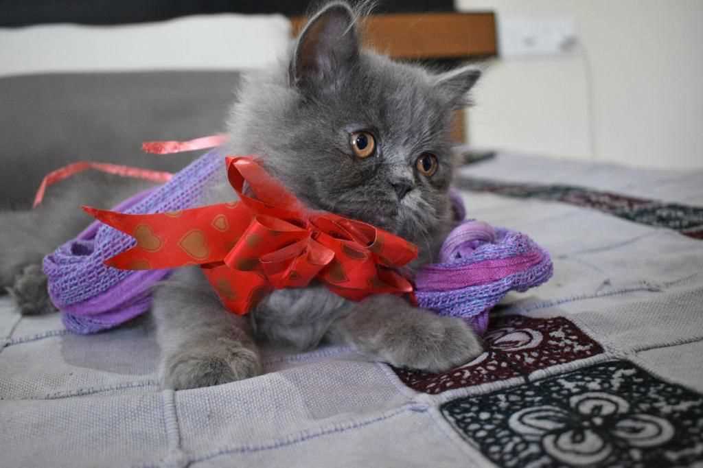 British Longhair For Sale In Bangalore