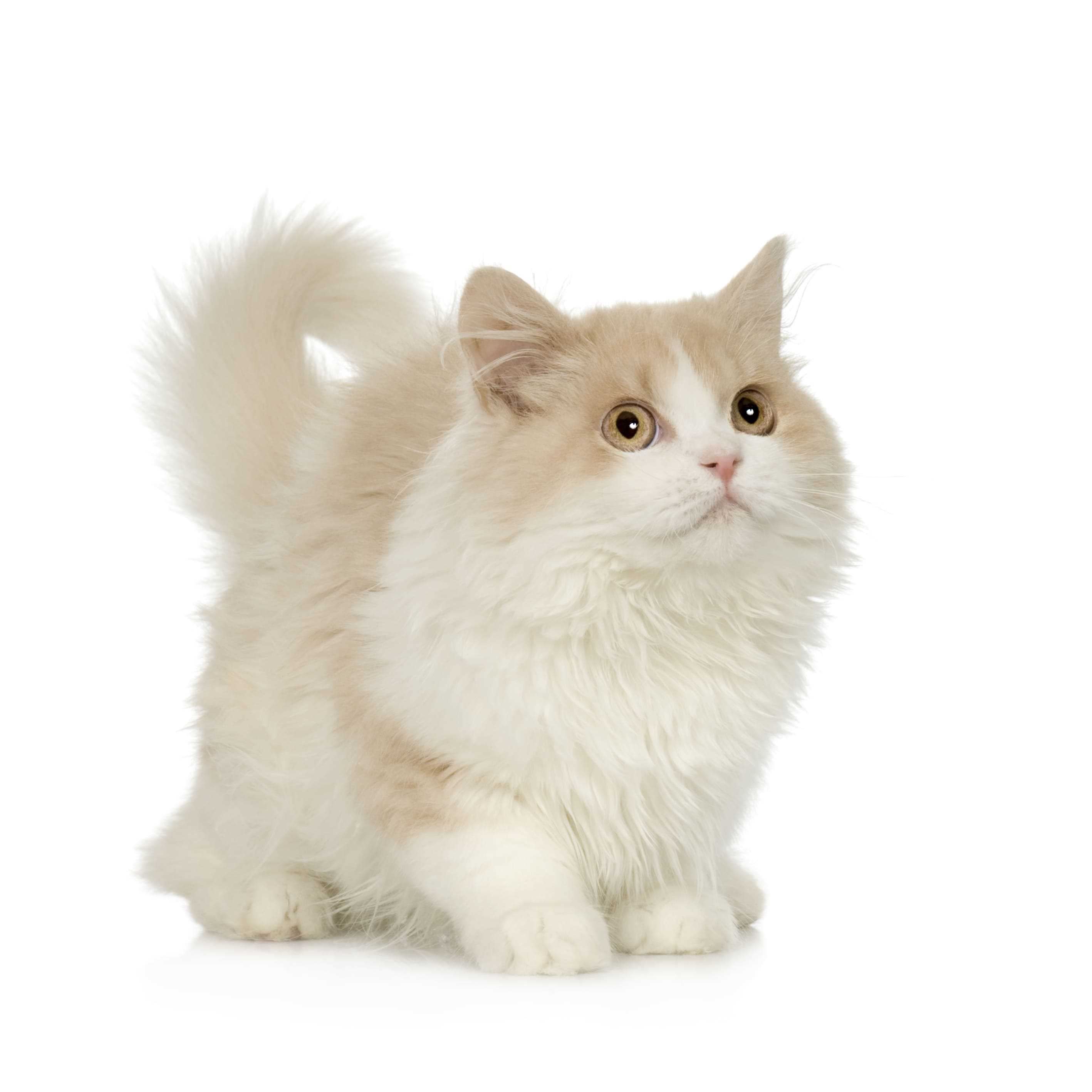British Longhair For Sale In Kannur