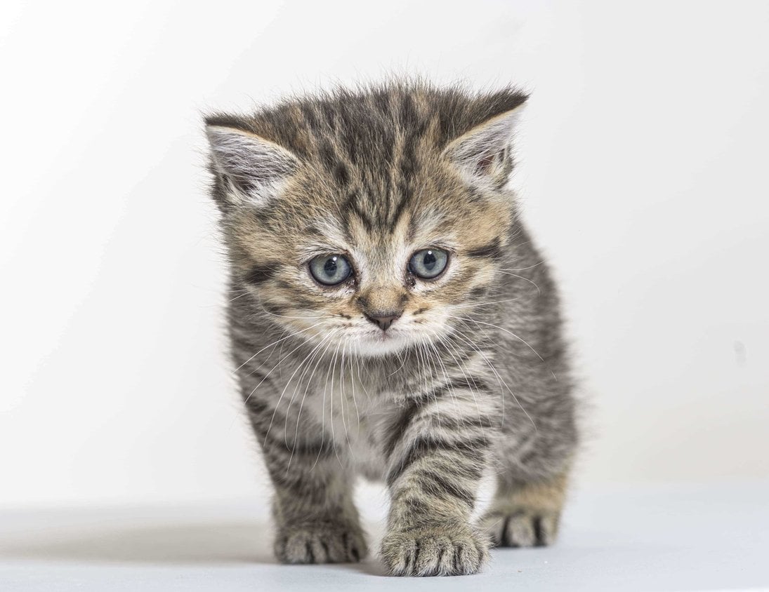 British Longhair For Sale In Chennai