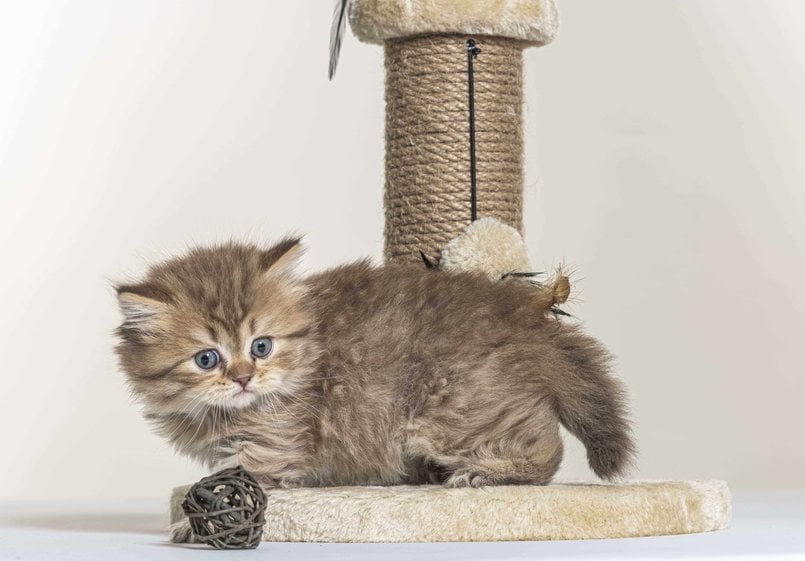 British Longhair For Sale In Chennai