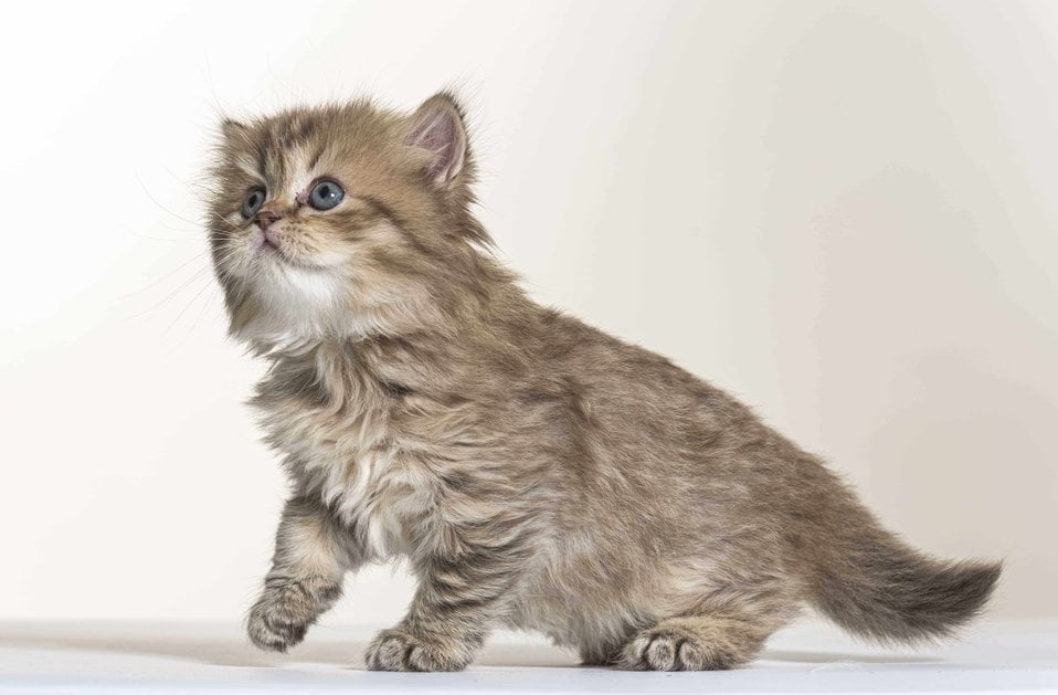 British Longhair For Sale In Hyderabad