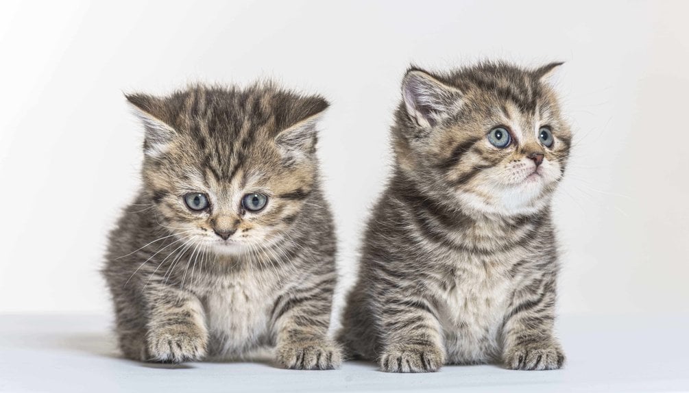 British Longhair For Sale In Hyderabad