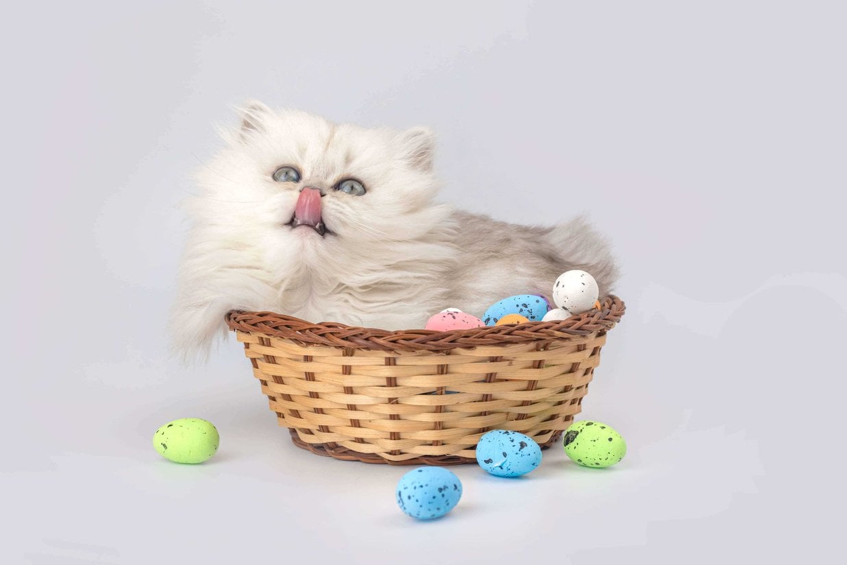 British Longhair For Sale In Kolkata