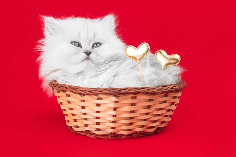 British Longhair For Sale In Erode