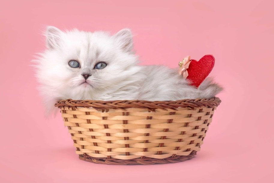 British Longhair For Sale In Guwahati