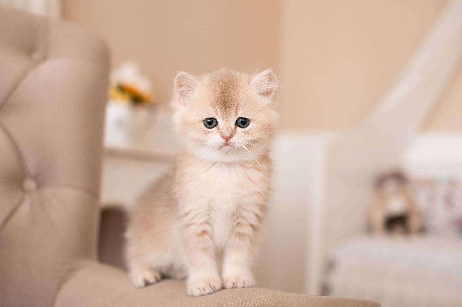 British Longhair For Sale In Guwahati