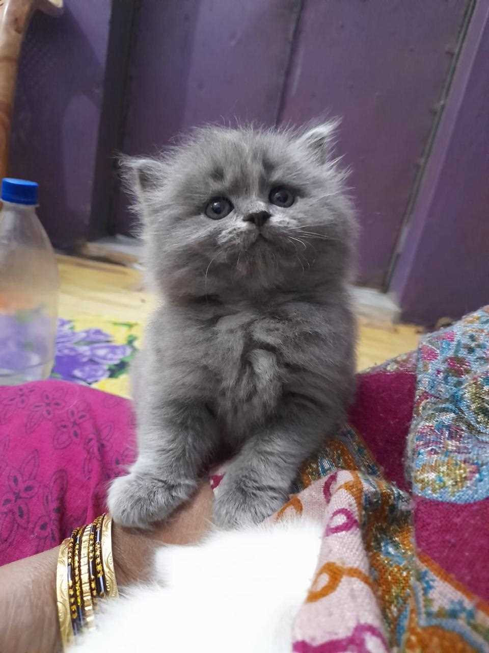 British Longhair For Sale In Rajkot