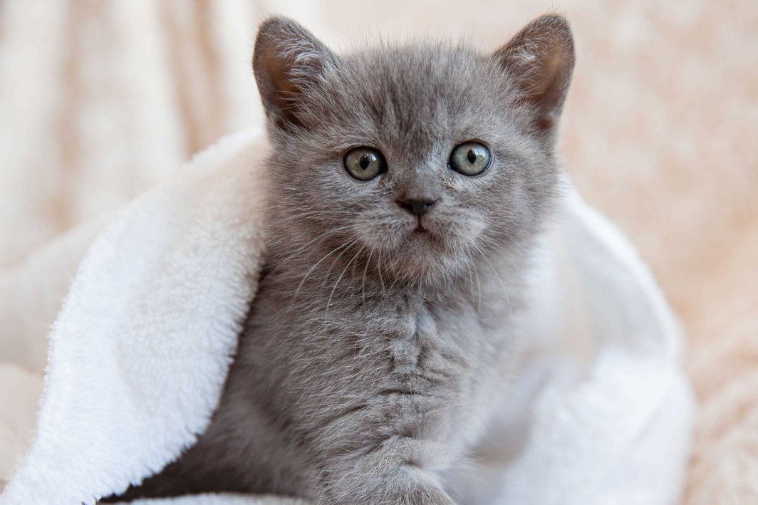 British Shorthair For Sale In Thrissur