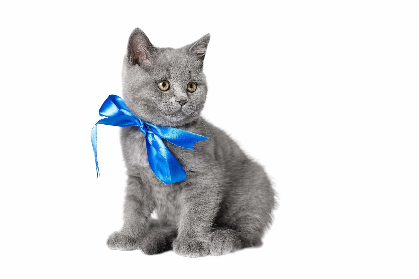 British Shorthair For Sale In Thrissur