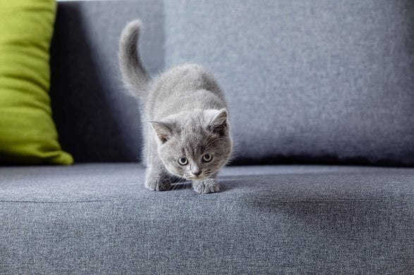 British Shorthair For Sale In Lucknow