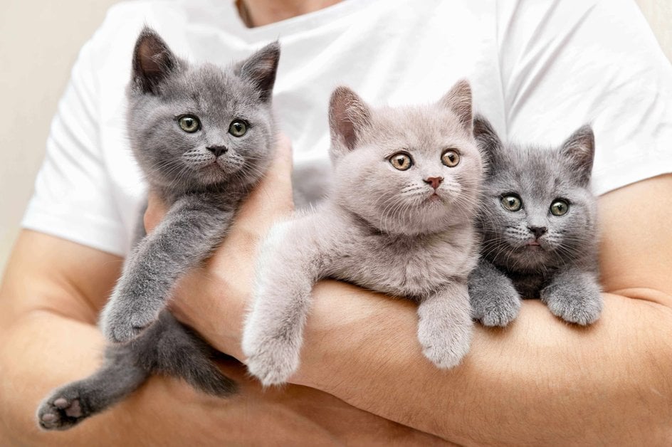British Shorthair For Sale In Delhi