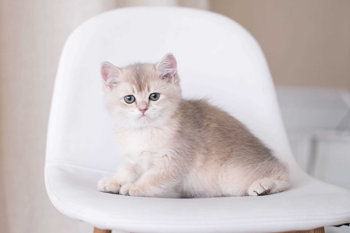 British Shorthair For Sale In Srinagar JK