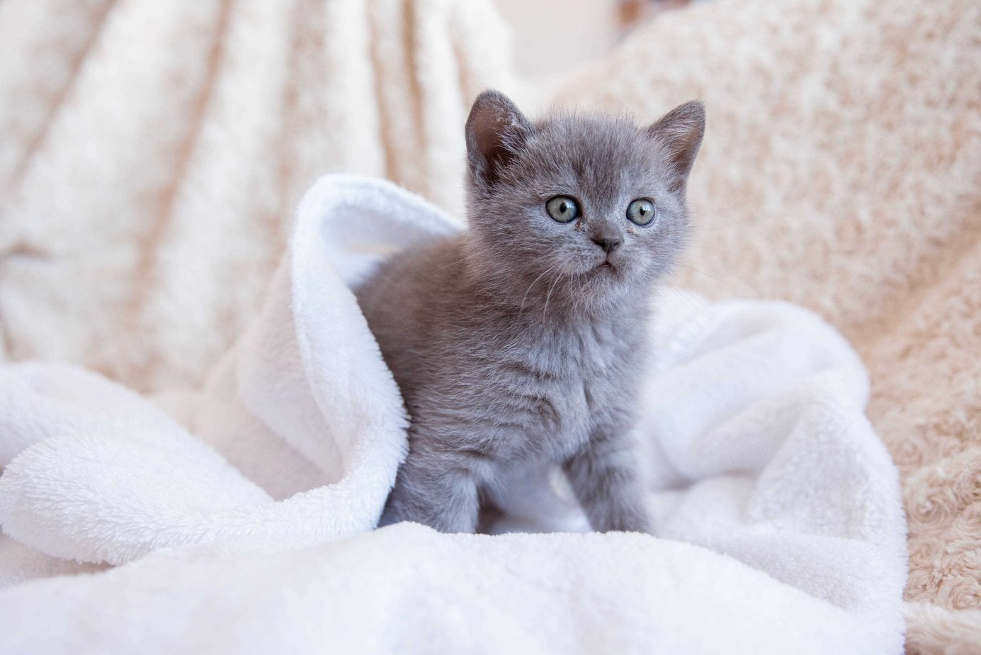 British Shorthair For Sale In Srinagar JK