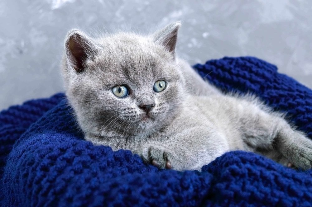 British Shorthair For Sale In Delhi
