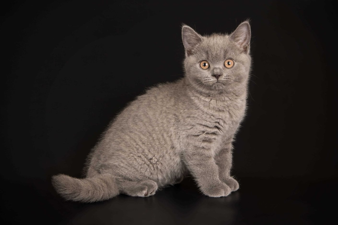 British Shorthair For Sale In Delhi