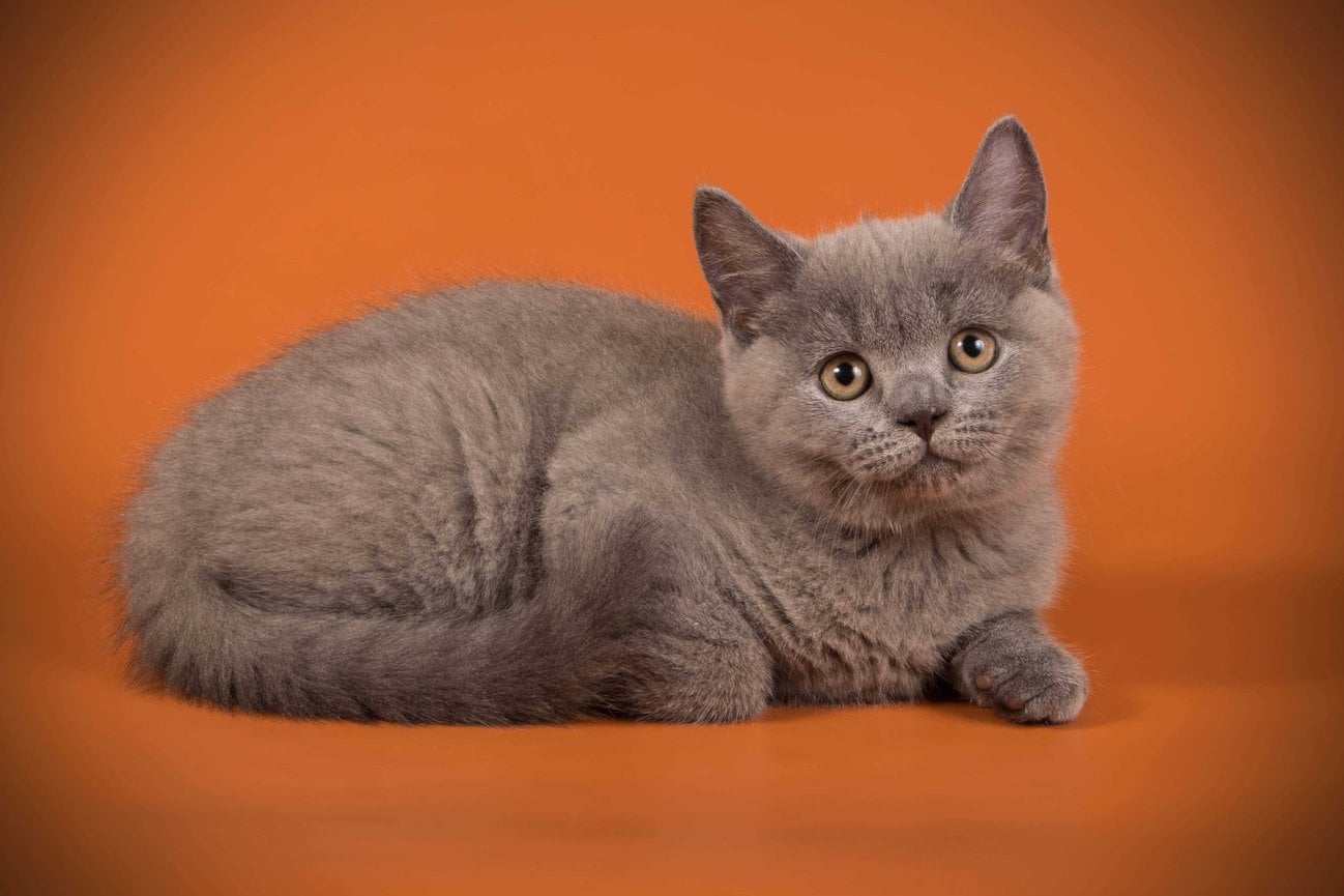 British Shorthair For Sale In Delhi