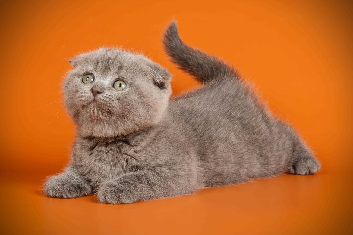 British Shorthair For Sale In Delhi