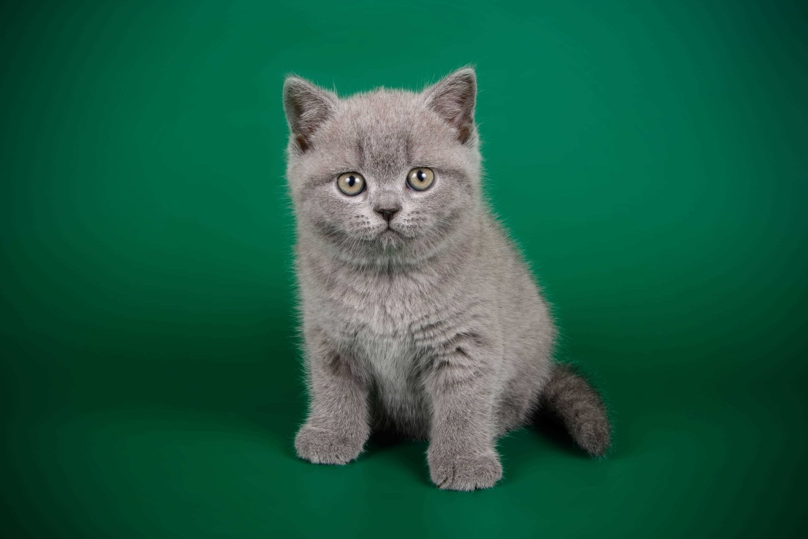 British Shorthair For Sale In Delhi