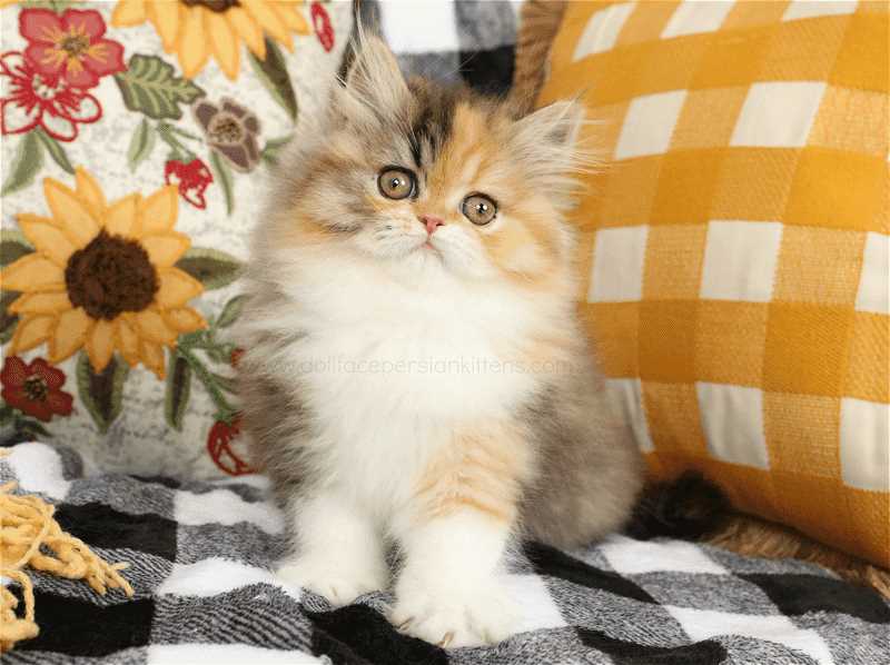 Calico For Sale In Bangalore
