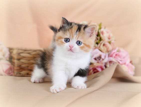 Calico For Sale In Bangalore