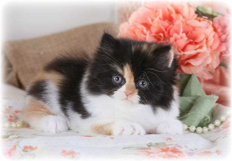 Calico For Sale In Delhi