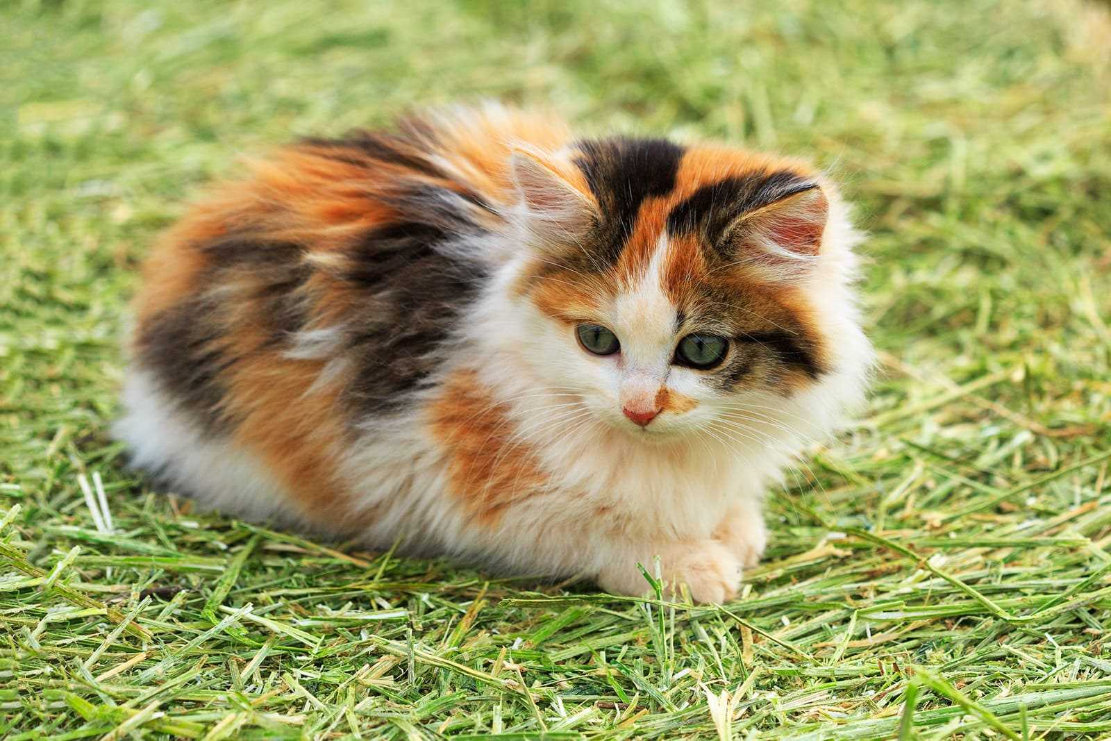 Calico For Sale In Delhi