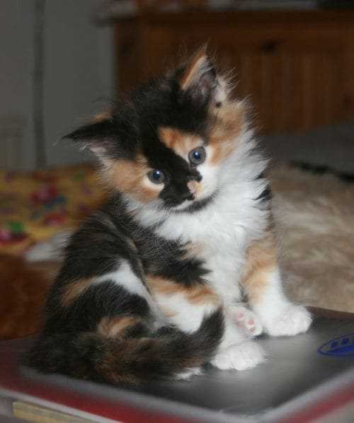 Calico For Sale In Delhi