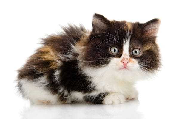 Calico For Sale In Delhi