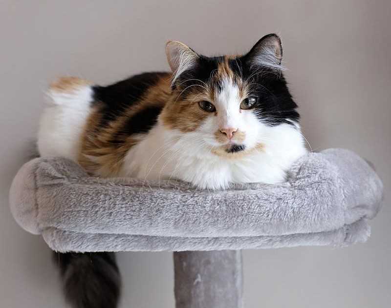 Calico For Sale In Mumbai